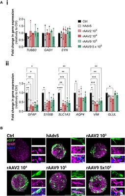 Miniaturization of hiPSC-derived 3D neural cultures in stirred-tank bioreactors for parallelized preclinical assessment of rAAV